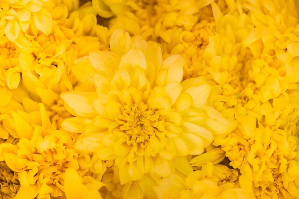 Closeup of chrysanthemum textured background