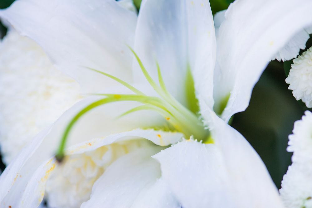 Closeup of white lily flower textured background