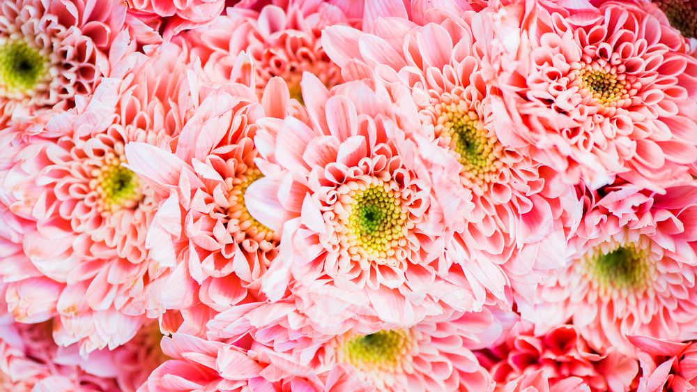 Flower desktop wallpaper background, pink chrysanthemum