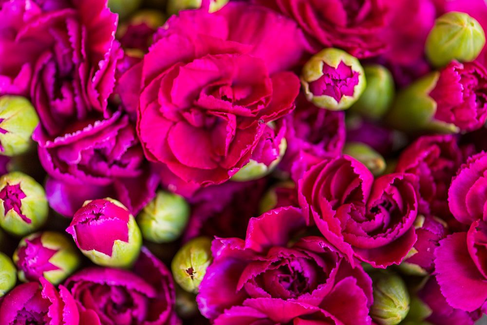 Pink carnation flowers textured background