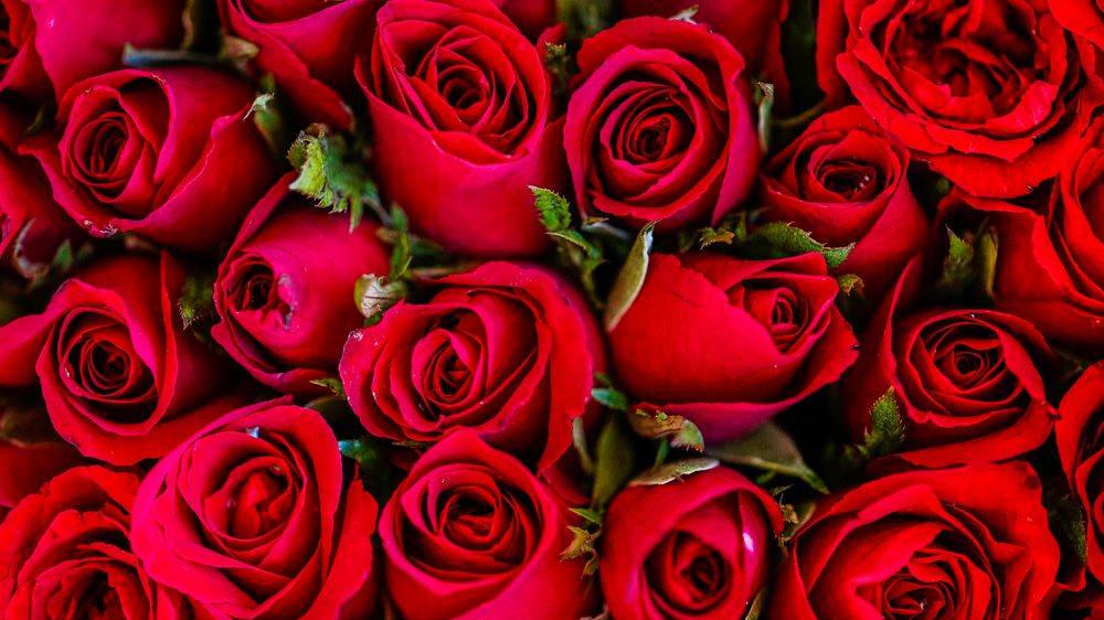 Red rose wallpaper, flower desktop background