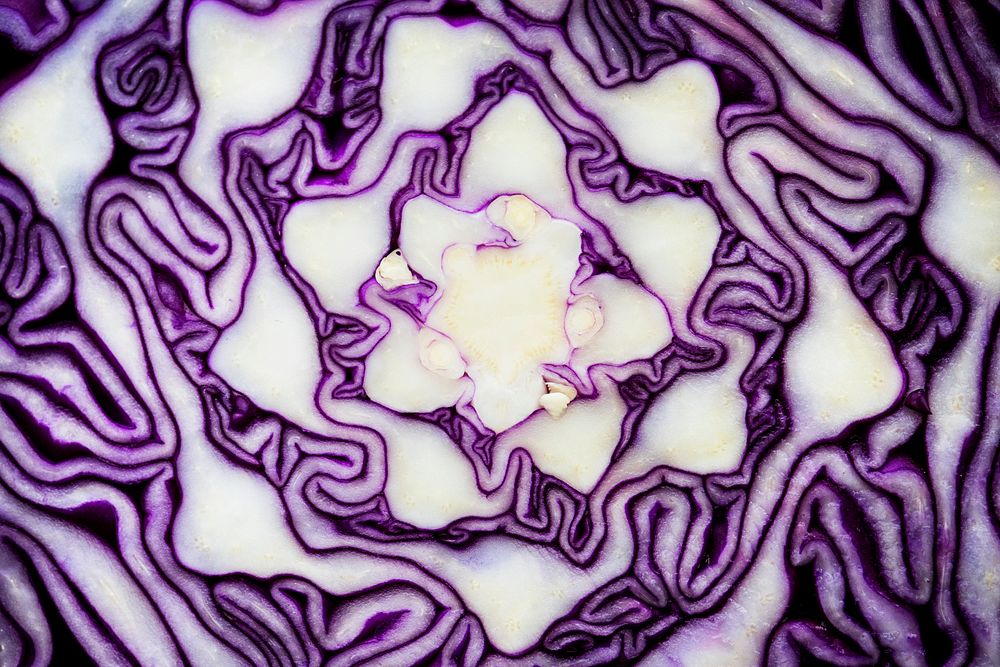 Macro shot of cut red cabbage