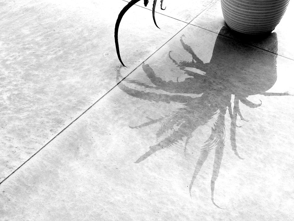 Reflection of a houseplant in a puddle