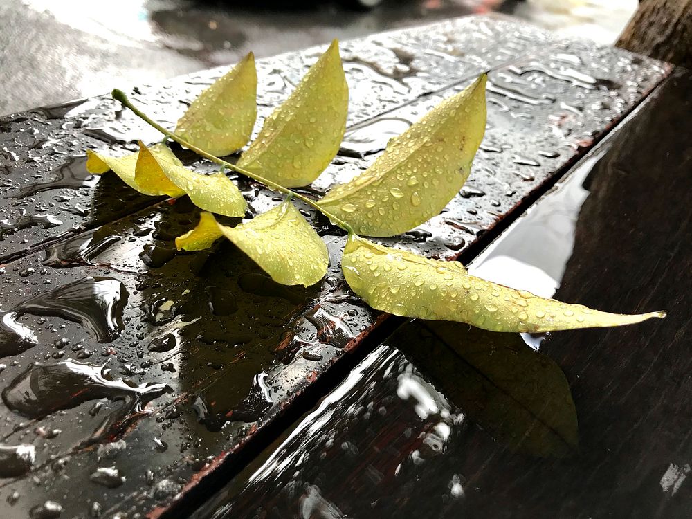 Yellow leaf on a wet wooden plank