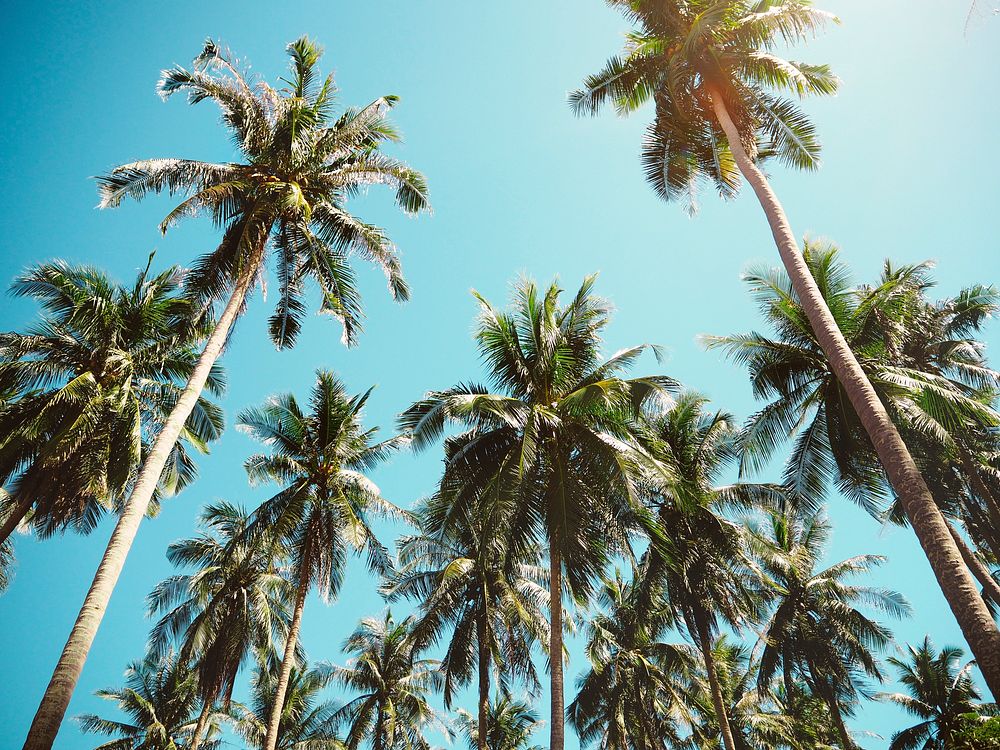 Palm trees in the summer | Premium Photo - rawpixel