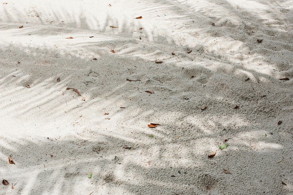 Beach sand with palm leaves shadow