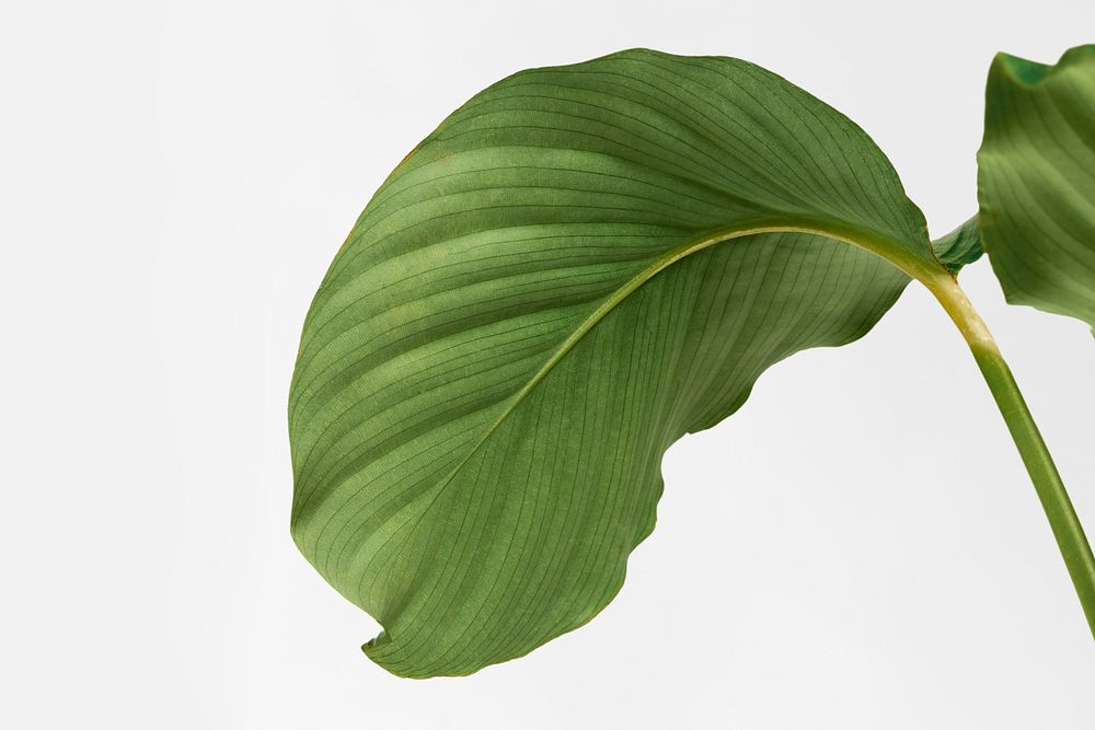 Calathea Orbifolia leaves isolated on an off white background