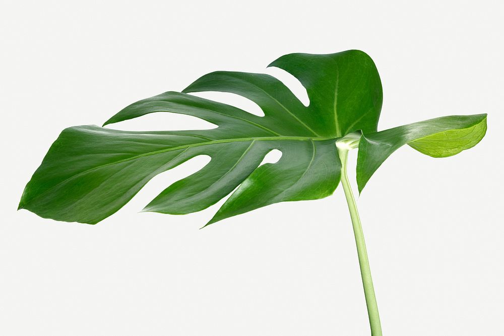 Monstera delicosa plant leaf on a white background mockup