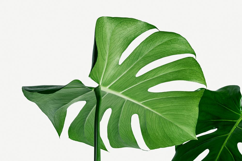 Monstera delicosa plant leaf  on a white background