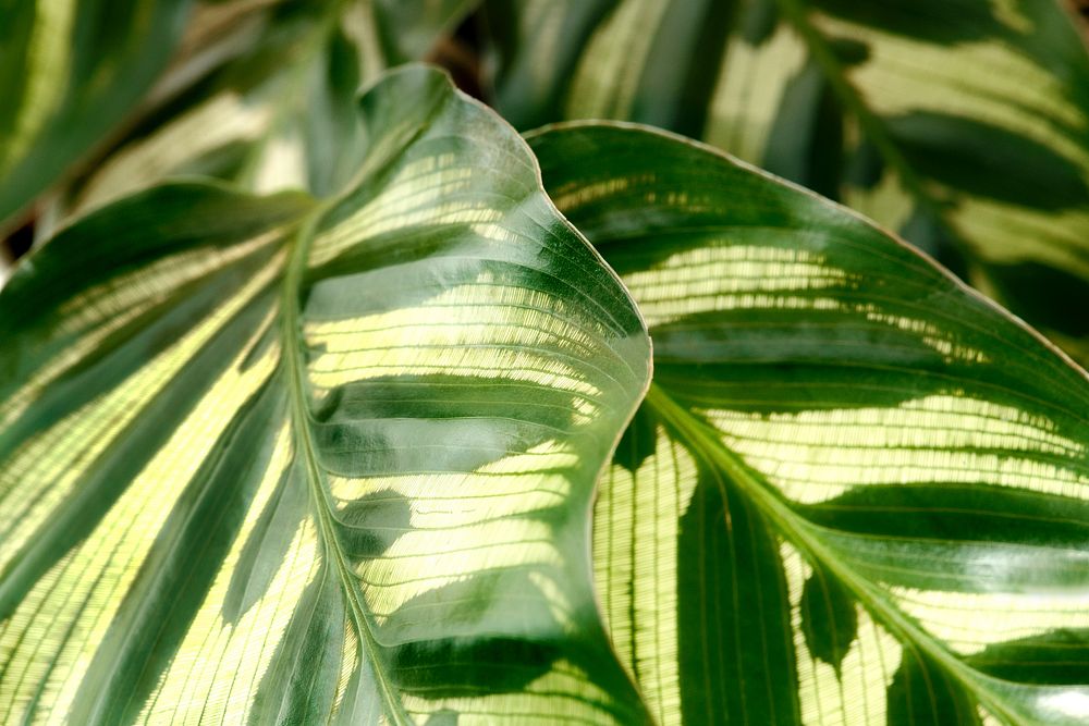 Close up of Calathea Makoyana leaves background