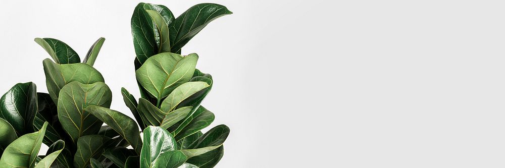Fiddle-leaf fig plant on an off white background
