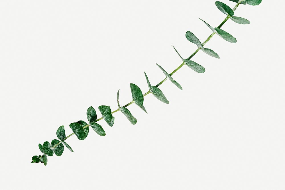 Eucalyptus round leaves on white background mockup