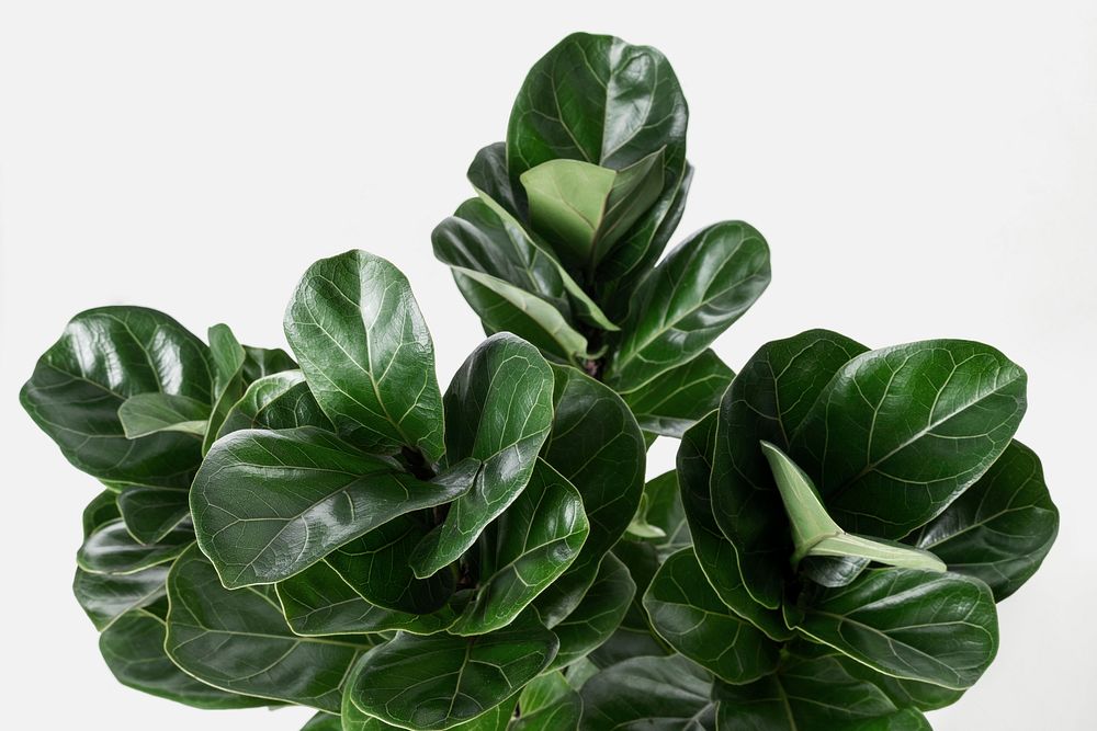 Fiddle-leaf fig plant on an off white background
