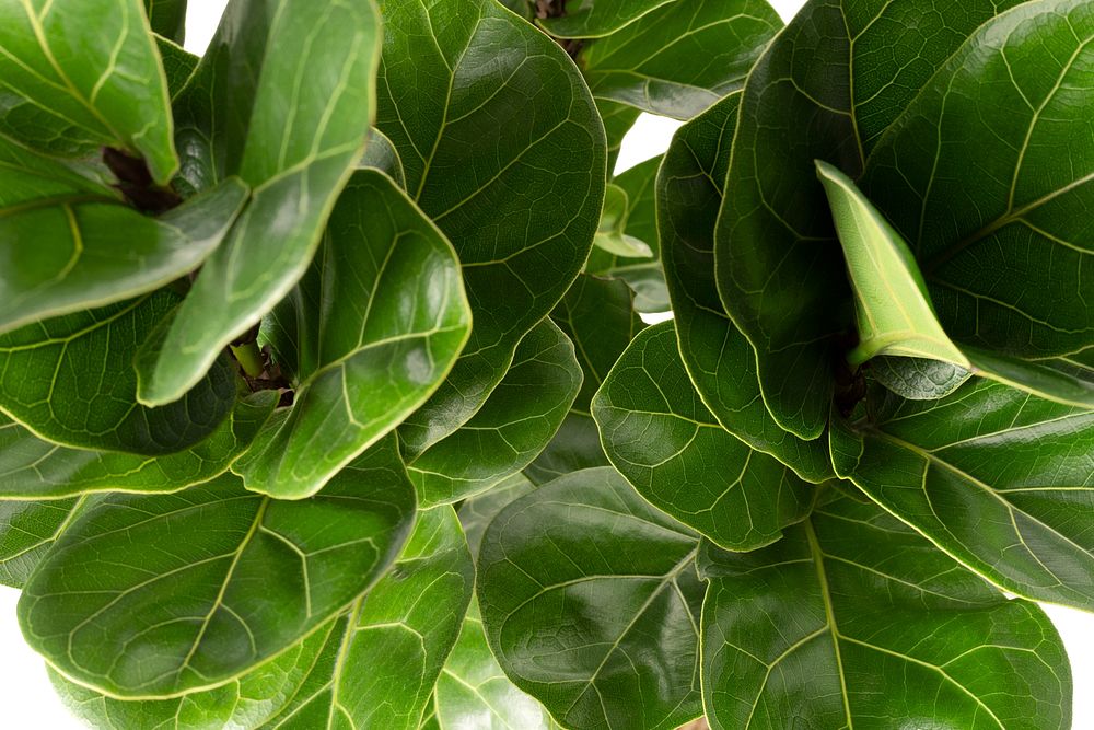 Close up of a Fiddle-leaf fig plant on white background