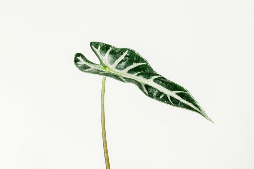 Tropical Alocasia leaf on white background