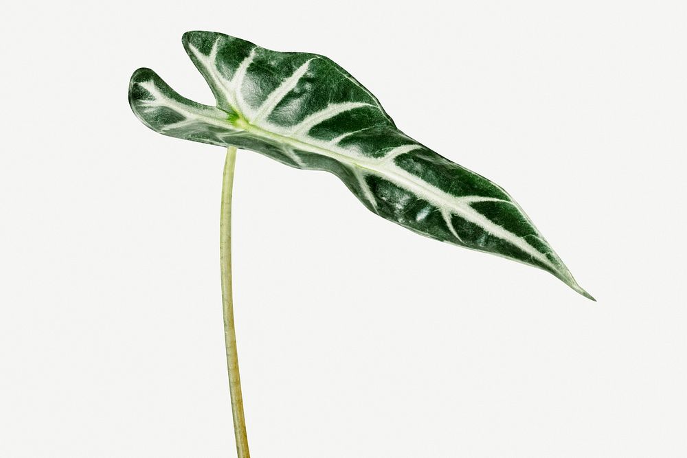 Tropical Alocasia leaf on white background mockup