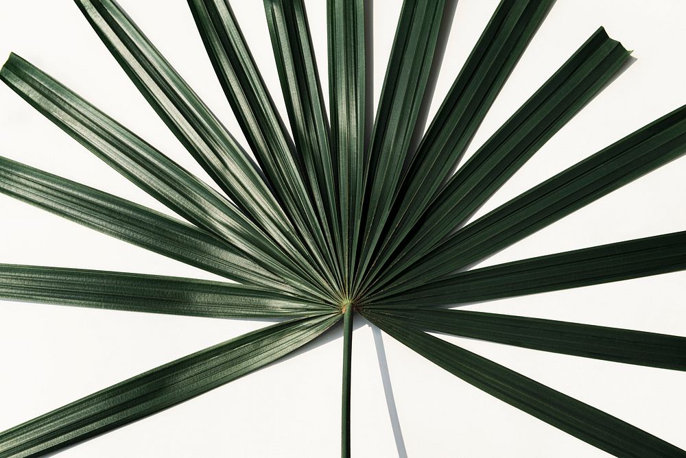 Fresh green fan palm leaf on an off white background