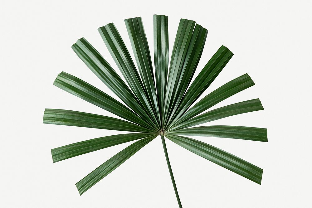 Fresh green palm leaf mockup