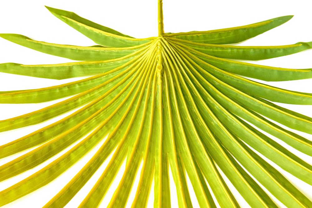 Tropical palm leaf isolated on background