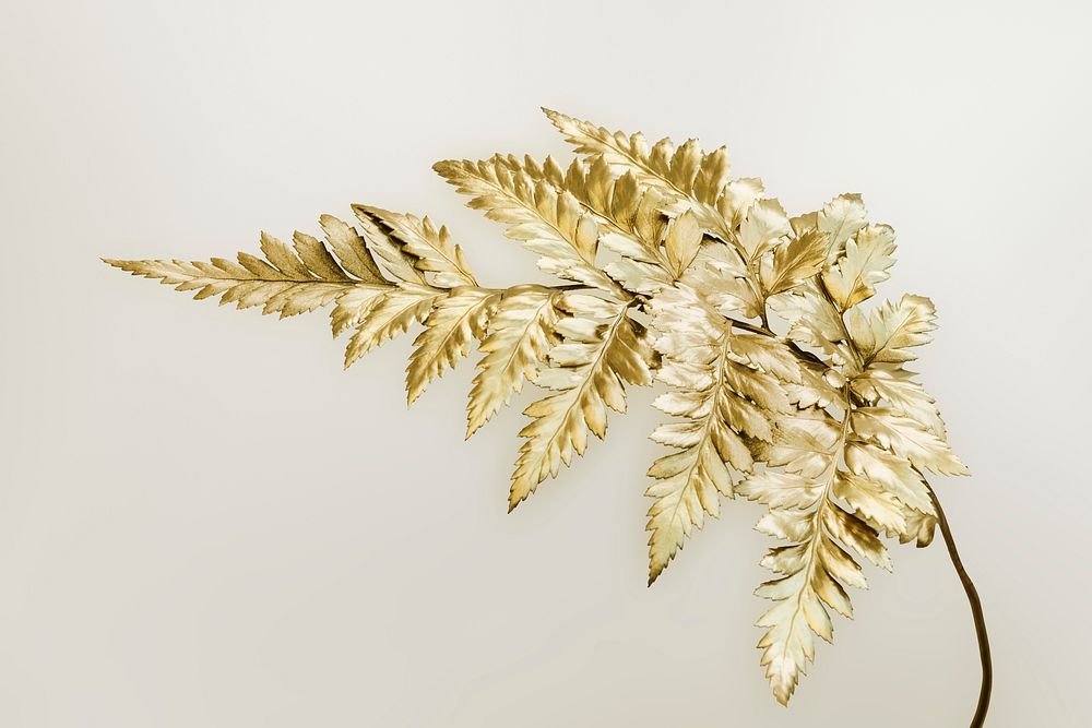 Golden leatherleaf fern isolated on background