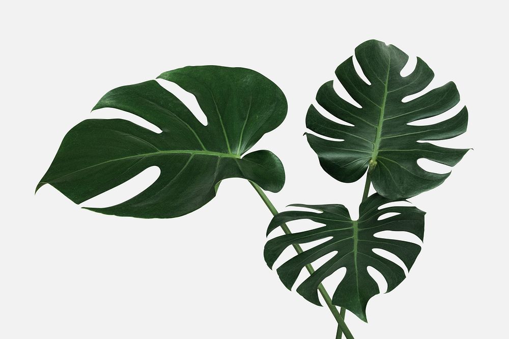 Monstera delicosa plant leaf on an off white background mockup