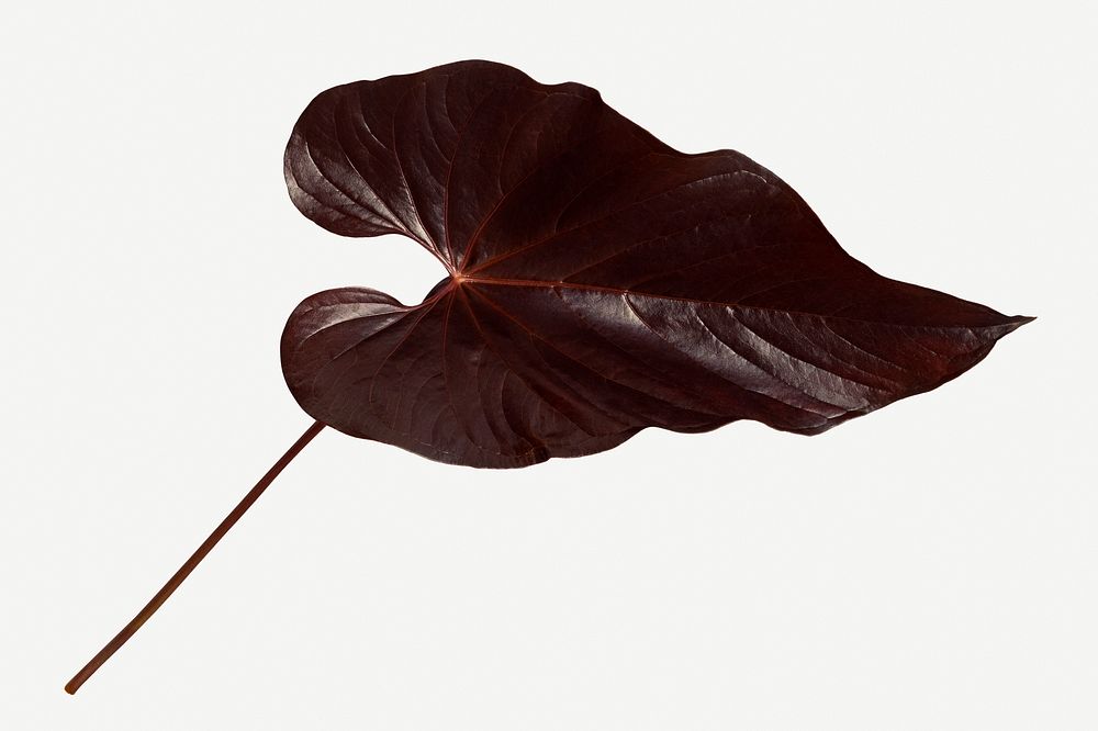 Tropical dark brown Alocasia leaf mockup