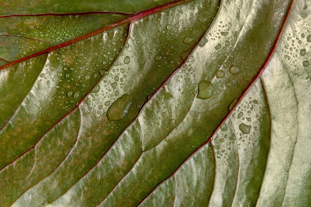 Green leaf textured background with droplets of water