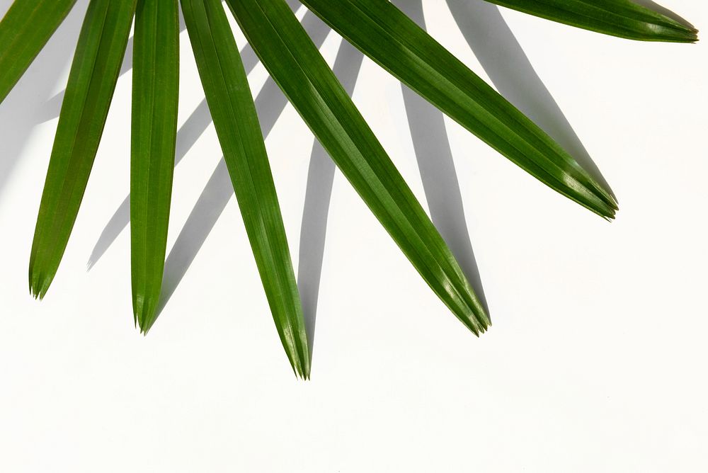 Fresh green palm leaf background
