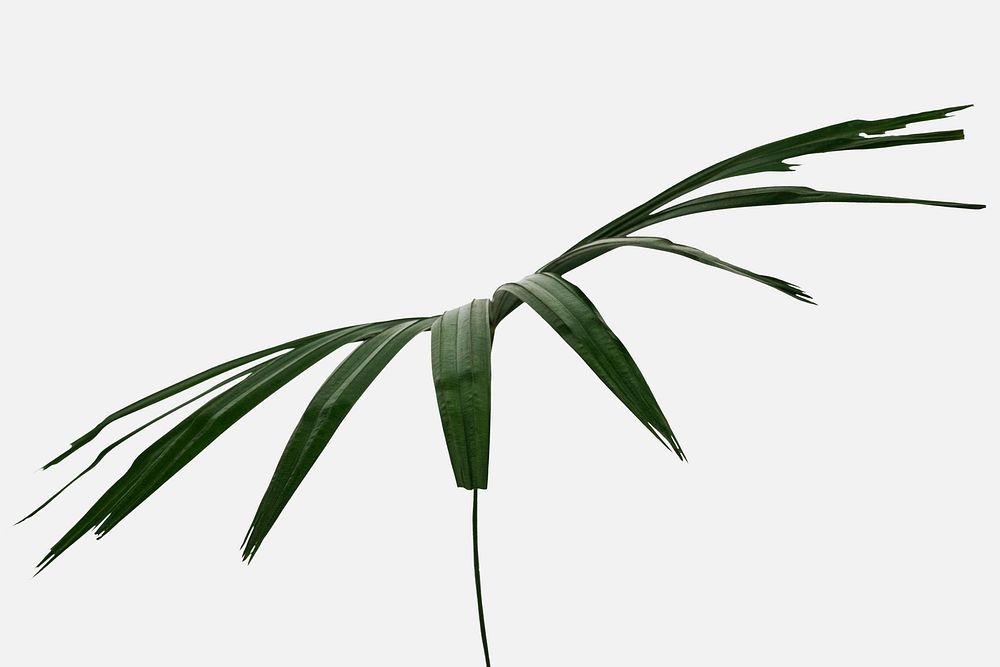 Fresh green fan palm leaf on an off white background