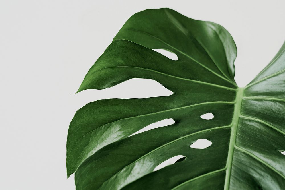 Green Monstera leaf background with design space