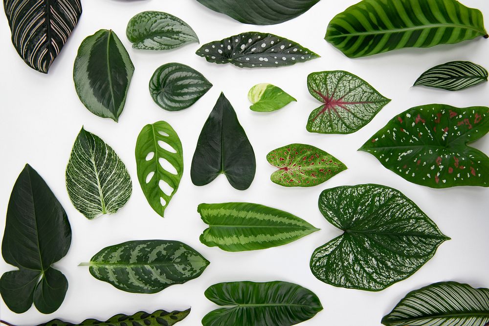 Green leaves flat lay background