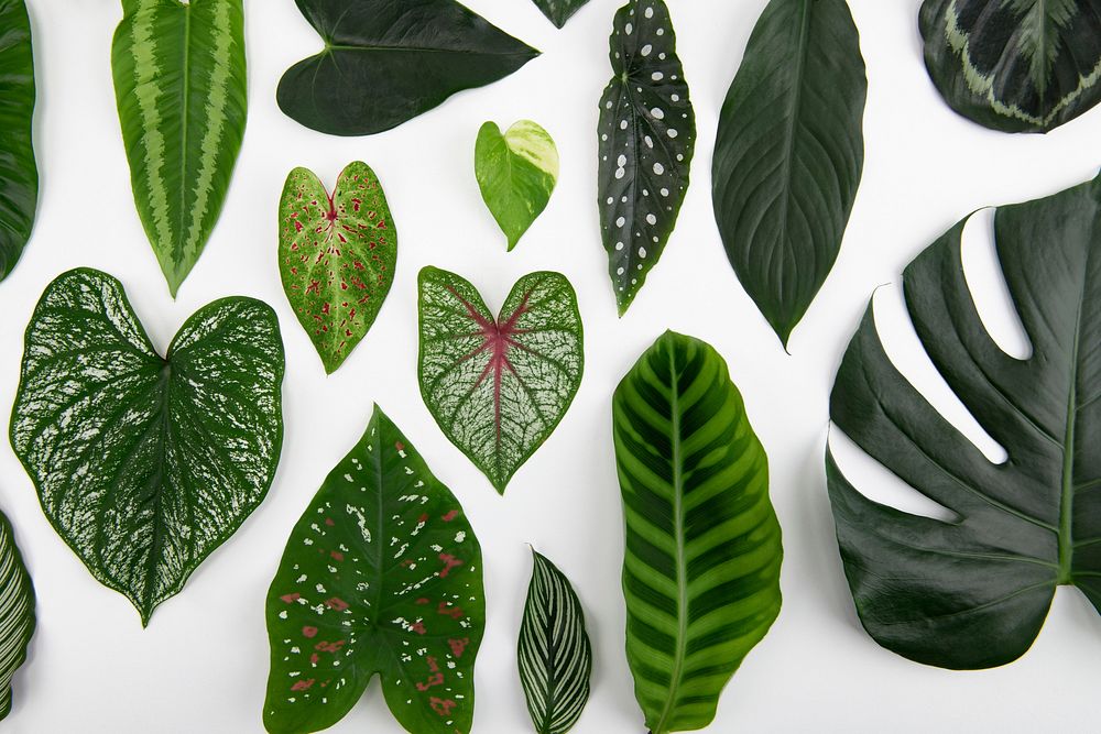 Green leaves flat lay background