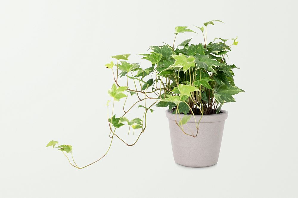 English ivy plant psd mockup in a gray pot