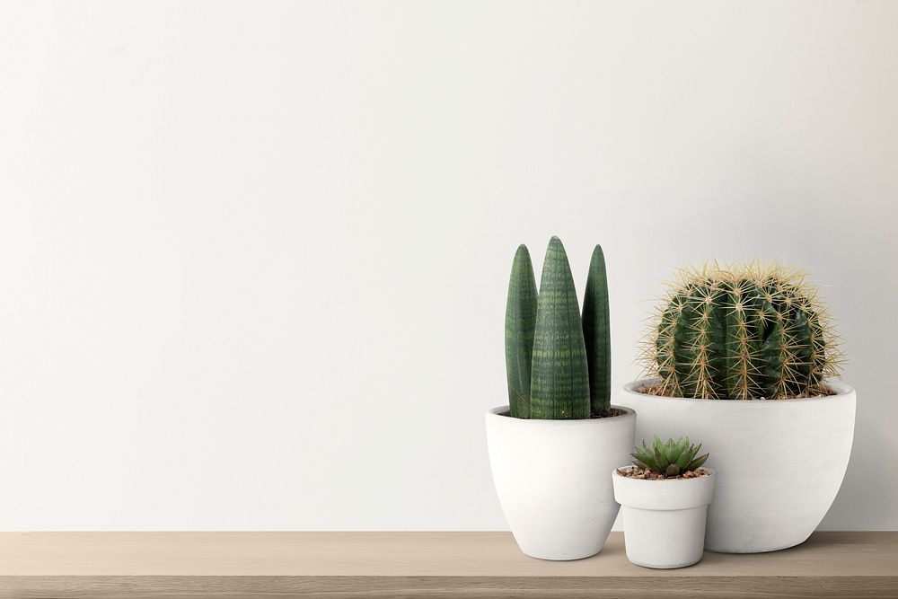 Wall mockup psd with cute cacti on a shelf