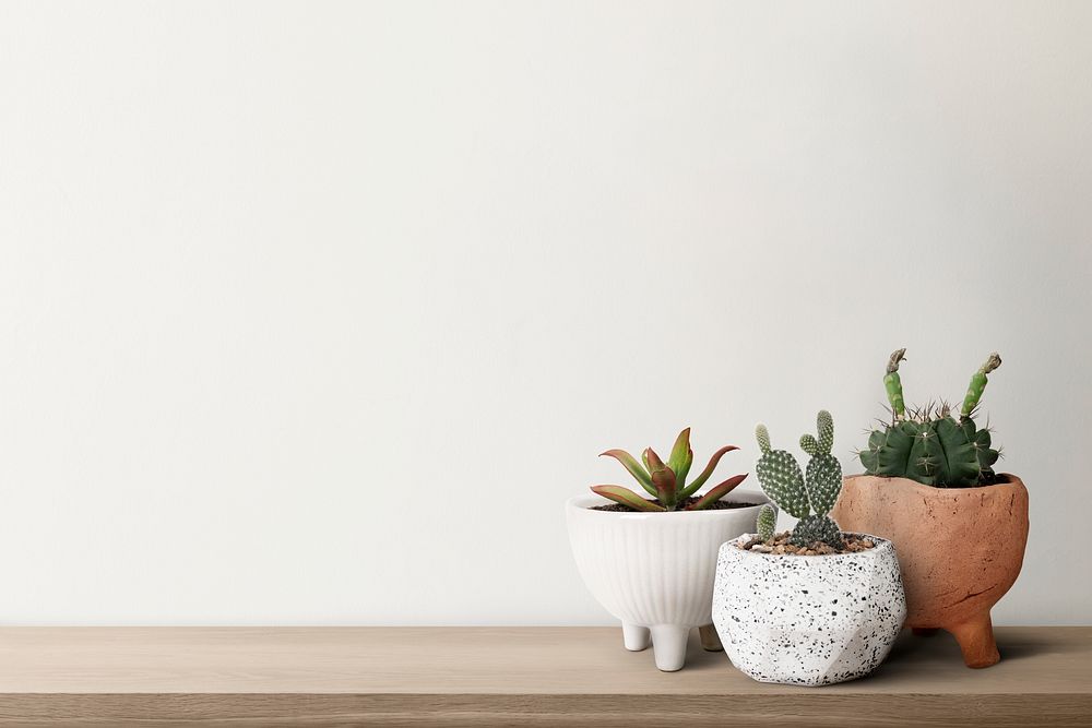 Small cacti with a white wall background