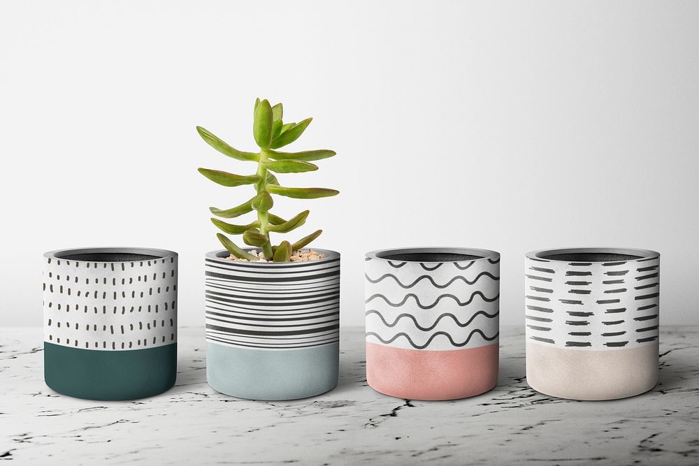 Small plant pot psd mockup in a row with a succulent