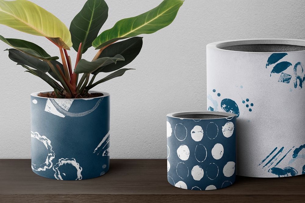 Dieffenbachia Camille plant psd mockup in blue pot