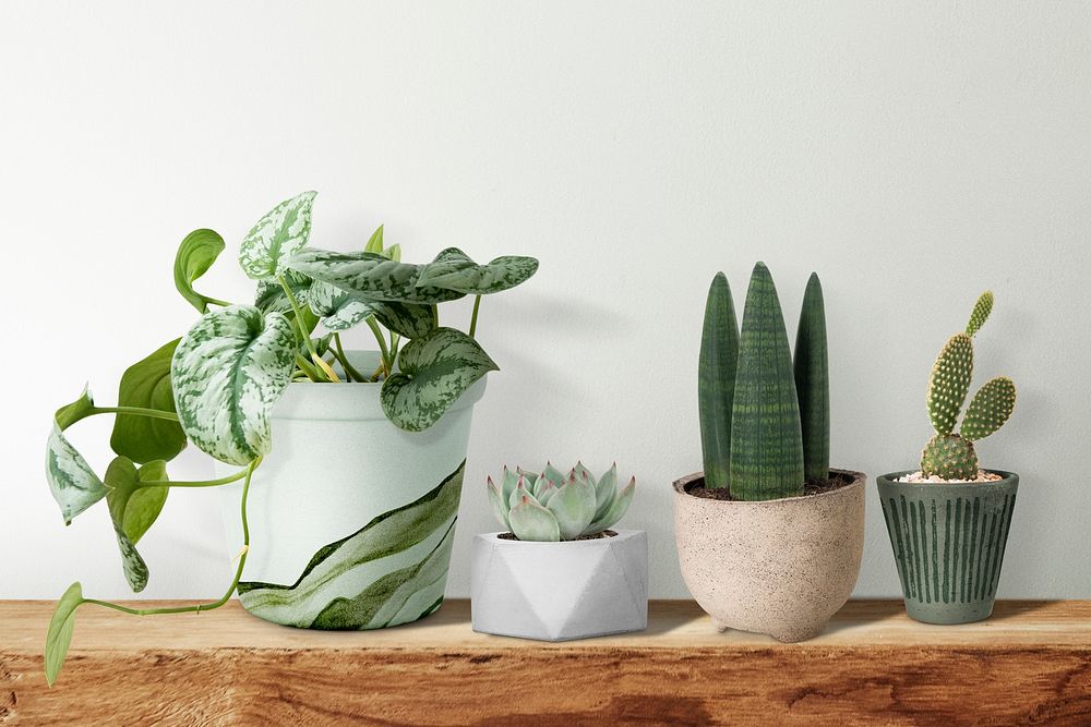 Plant psd mockup cacti and succulents for home decor