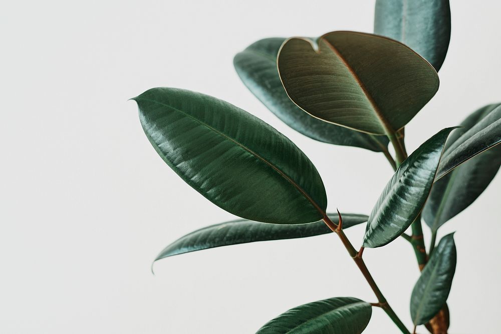 Green rubber plant leaf on gray background