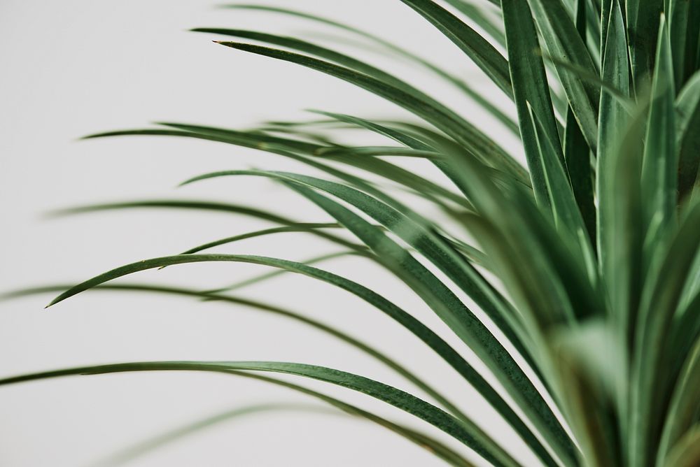 Agave palm tree plant on gray background