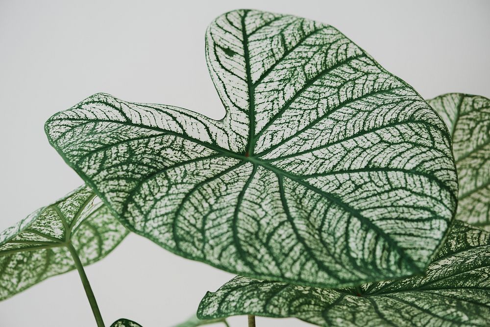 Caladium leaf, white & green