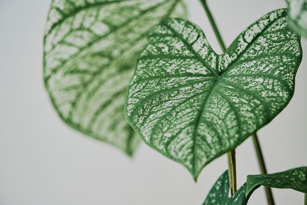 Caladium leaf, white & green