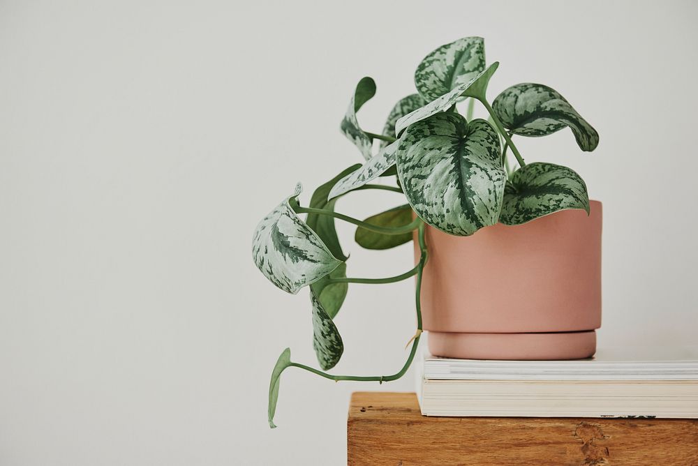 Pothos plant in a pot on a bench