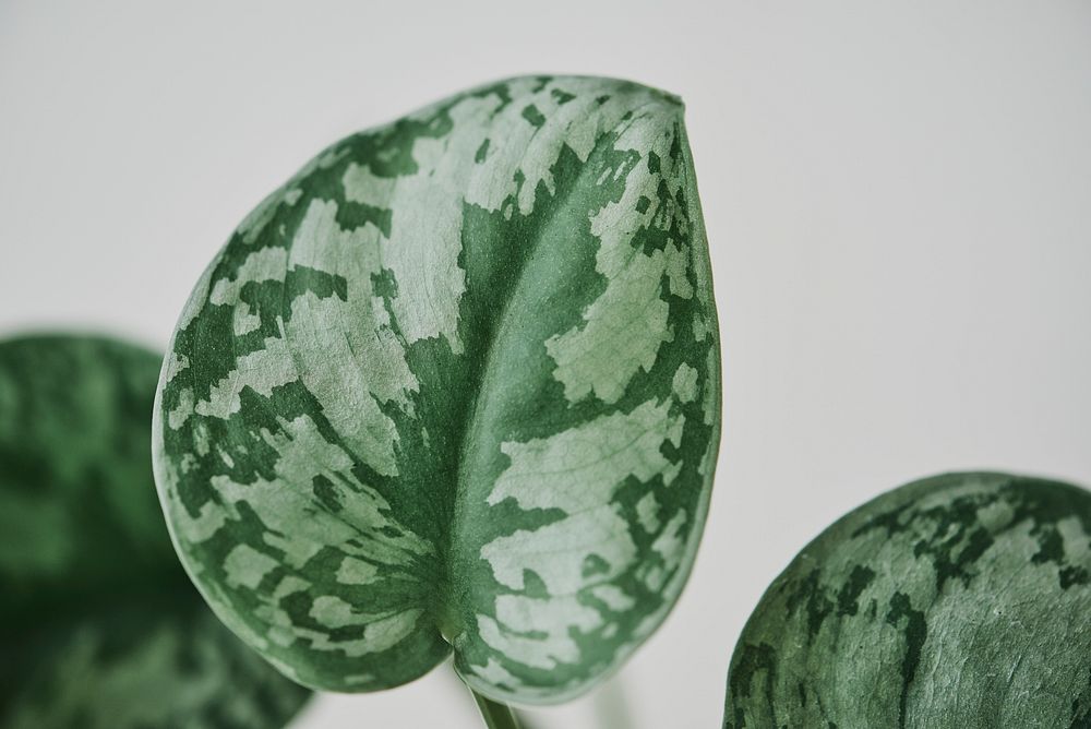 Faux watermelon peperomia plant on light gray background