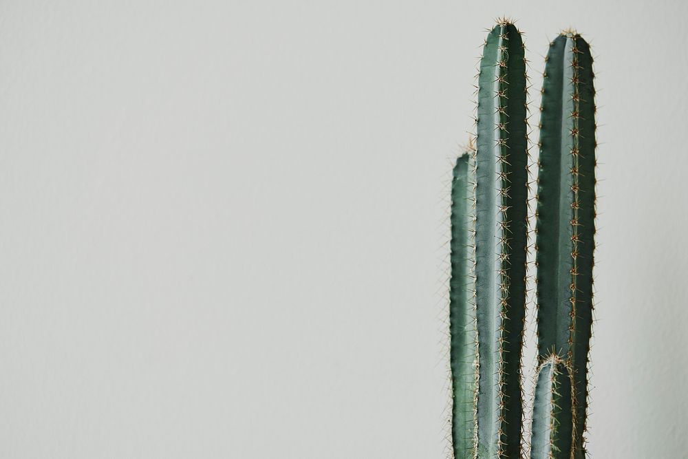 Cactus plant on light gray background