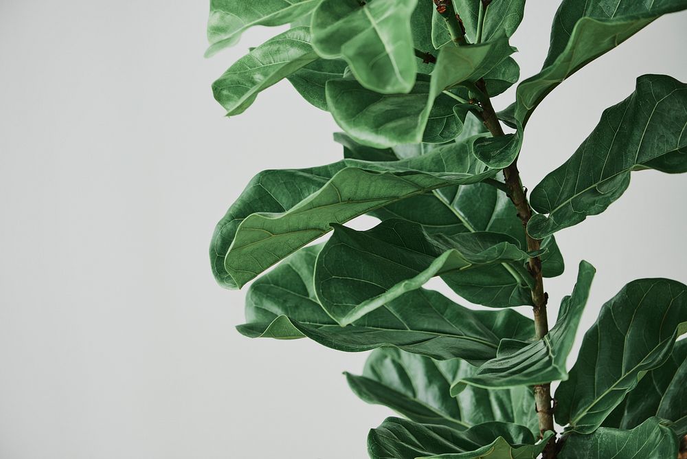 Fiddle leaf fig plant background on gray