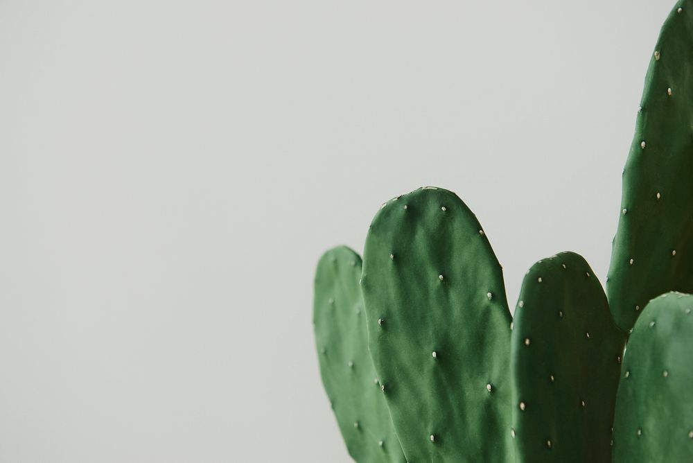 Green cactus on gray background 