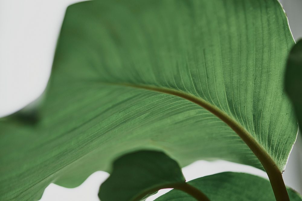 Green leaf background close up