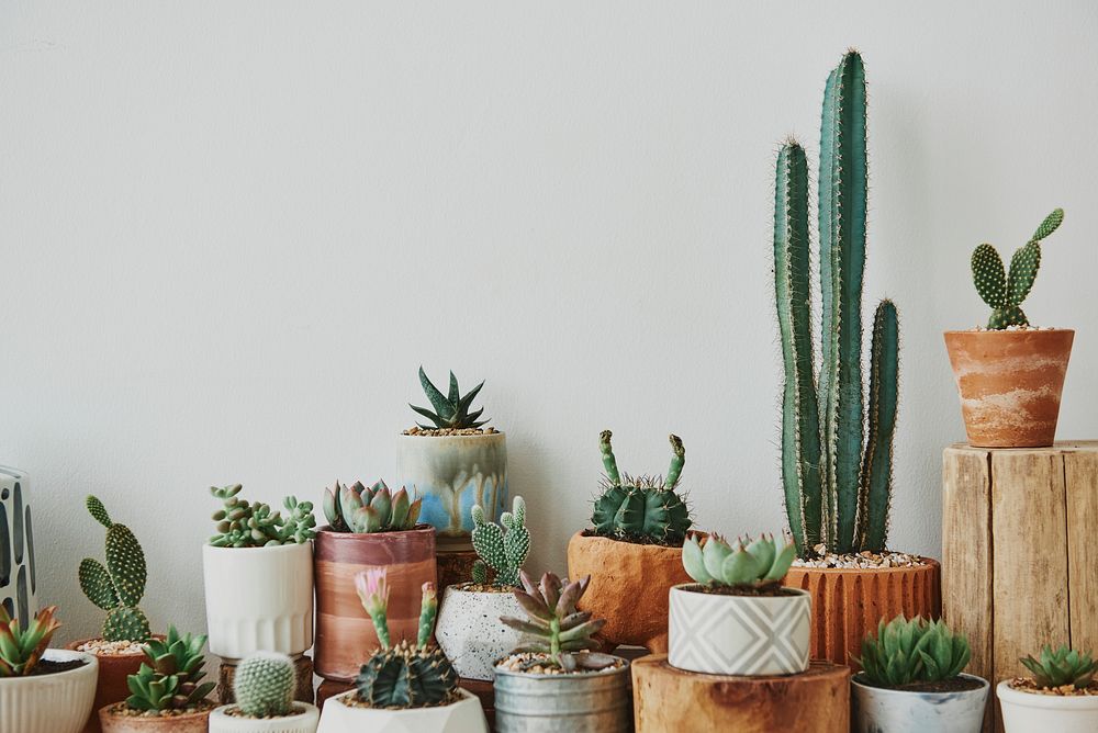 Mixed cacti and succulents in small pots