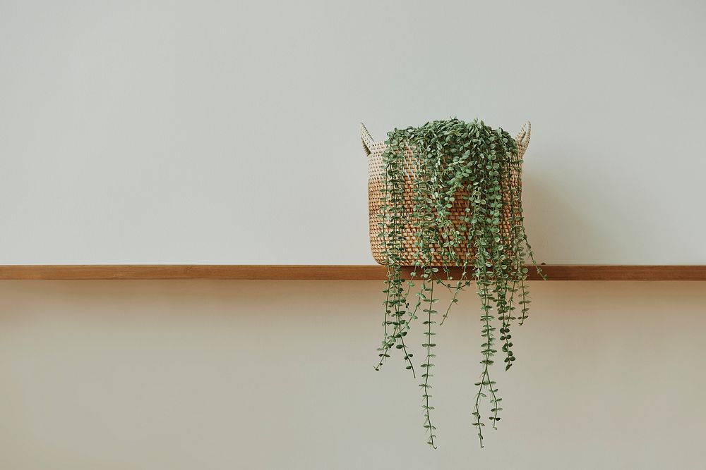 Angel vine plant on a wooden shelf